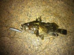 シーバス狙い～タケノコメバルが遊んでくれま…