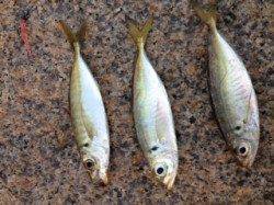 せんなん里海公園　アジングでアジ20cmまでを3尾