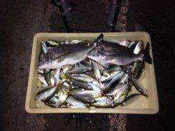 マリーナシティ海釣り公園でサビキ釣り、チヌまで釣れました！