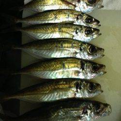 岸和田で移動しながらのアジング、なんとかアジ7匹