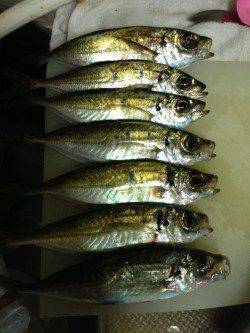 岸和田で移動しながらのアジング、なんとかアジ7匹