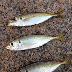 せんなん里海公園　アジングでアジ20cmまでを3尾