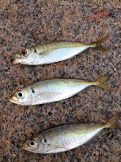 せんなん里海公園　アジングでアジ20cmまでを3尾