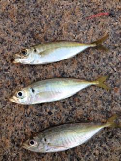 せんなん里海公園　アジングでアジ20cmま…