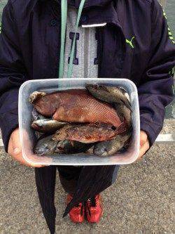 大蔵海岸、ちょい投げ&サビキ釣り コブダイつれました。