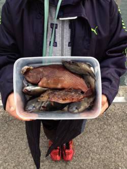 大蔵海岸、ちょい投げ&サビキ釣り …