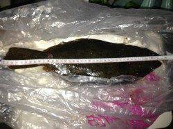 白浜方面にてミノーでヒラメの釣果(^ ^)