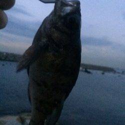 江井ヶ島の波止でロックフィッシュを狙いました！