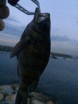 江井ヶ島の波止でロックフィッシュを狙いました！