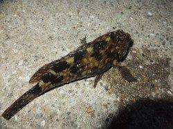 網干浜北東面、探り釣りでガシラなどの釣果