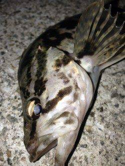 江井ヶ島でアジング、一時間半程の釣果