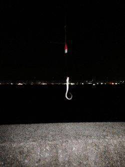 武庫川河口で投げ釣り、ハゼ・アナゴの釣果