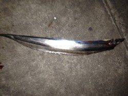 灘浜にタチウオを釣りに行きました