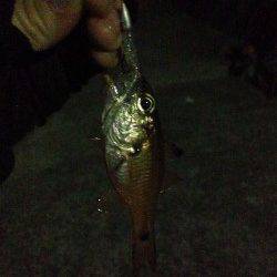 衣奈漁港でのアジング釣果