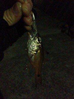 衣奈漁港でのアジング釣果