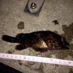 神戸港でガシリング、例年よりかなり数が多そう