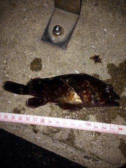 神戸港でガシリング、例年よりかなり数が多そう