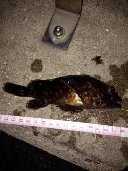 神戸港でガシリング、例年よりかなり数が多そ…