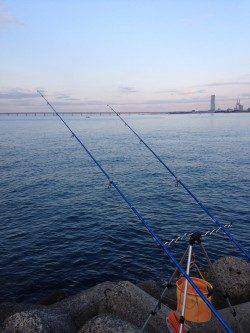 朝マヅメ狙いの短時間投げ釣り　樽井漁港でキス