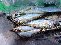 食コンでサビキ釣り　まだまだ楽しめます！