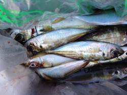 食コンでサビキ釣り　まだまだ楽しめます！