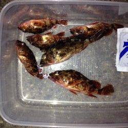 新浜漁港　1時間ほどのガシリング釣行☆