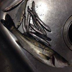 兵庫突堤　ジグヘッドでメバル狙いもシーバス40cm　サビキでイワシも