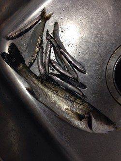 兵庫突堤　ジグヘッドでメバル狙いもシーバス40cm　サビキでイワシも