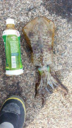 日本海エギングシーズン末期に頑張ってみました