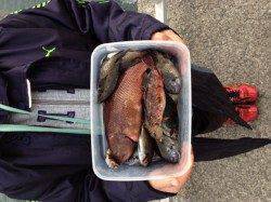 大蔵海岸、ちょい投げ&サビキ釣り コブダイつれました。