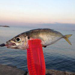 せんなん里海公園　アジングでアジ20cmまでを3尾