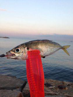 せんなん里海公園　アジングでアジ20cmまでを3尾