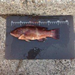 大蔵海岸、ちょい投げ&サビキ釣り コブダイつれました。