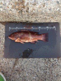 大蔵海岸、ちょい投げ&サビキ釣り コブダイつれました。