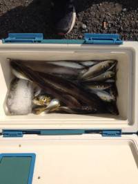 クリスマスイヴのマリーナシティ海釣り公園、サビキ釣果