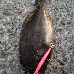 白浜方面にてミノーでヒラメの釣果(^ ^)