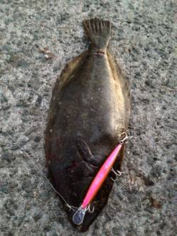 白浜方面にてミノーでヒラメの釣果(^ ^)…