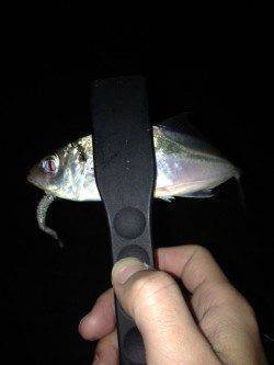 舞洲でのアジング、単発でポロポロ釣れました