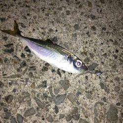 デカアジを求め中紀でアジング、釣果は小アジ&ガシラ