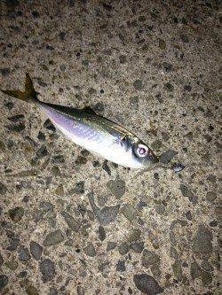 デカアジを求め中紀でアジング、釣果は小アジ&ガシラ