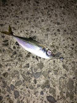 デカアジを求め中紀でアジング、釣果は小アジ…