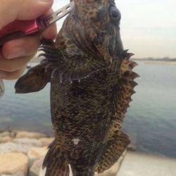 江井ヶ島の波止でロックフィッシュを狙いました！