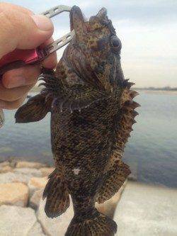 江井ヶ島の波止でロックフィッシュを狙いました！