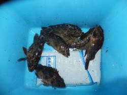 網干浜北東面、探り釣りでガシラなどの釣果