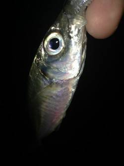 江井ヶ島でアジング、一時間半程の釣果