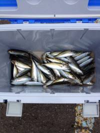 和歌山マリーナシティ、寒さの中アジ大漁！