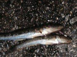 武庫川河口で投げ釣り、ハゼ・アナゴの釣果