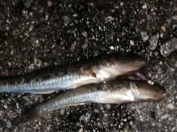 武庫川河口で投げ釣り、ハゼ・アナゴの釣果