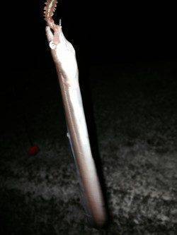 須磨にカレイ釣りで出撃、満潮の8時前後にヒット！