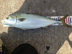 シーバス狙いのミノーにブリがヒット！